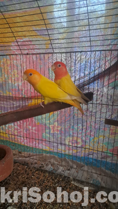 লুটিনো লাভবার্ড পাখি